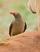 Red-billed Oxpecker