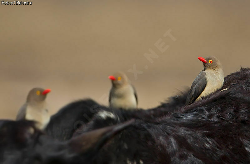 Red-billed Oxpecker