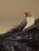 Red-billed Oxpecker