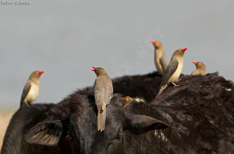 Red-billed Oxpecker