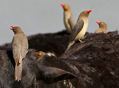 Red-billed Oxpecker