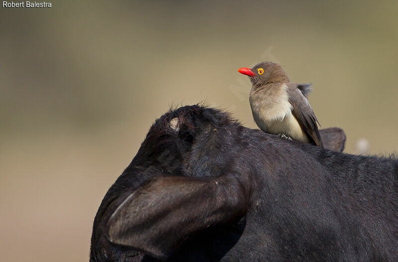 Red-billed Oxpecker