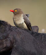 Red-billed Oxpecker