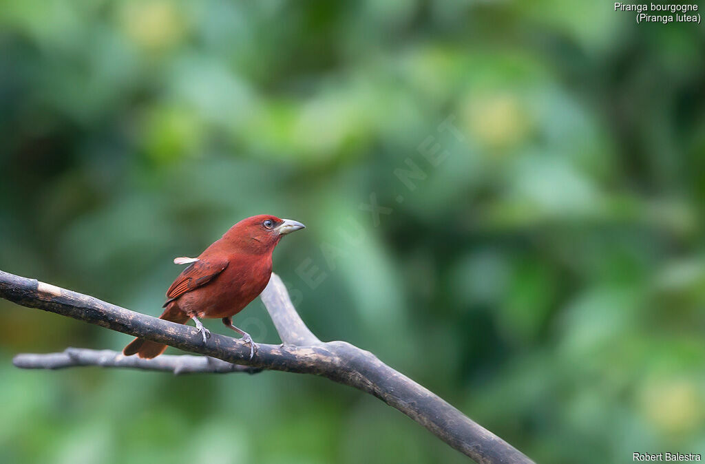 Tooth-billed Tanager male