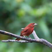 Tooth-billed Tanager