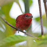 Tooth-billed Tanager