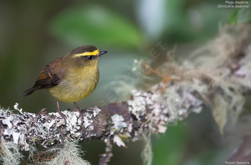 Yellow-bellied Chat-Tyrant