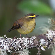 Yellow-bellied Chat-Tyrant