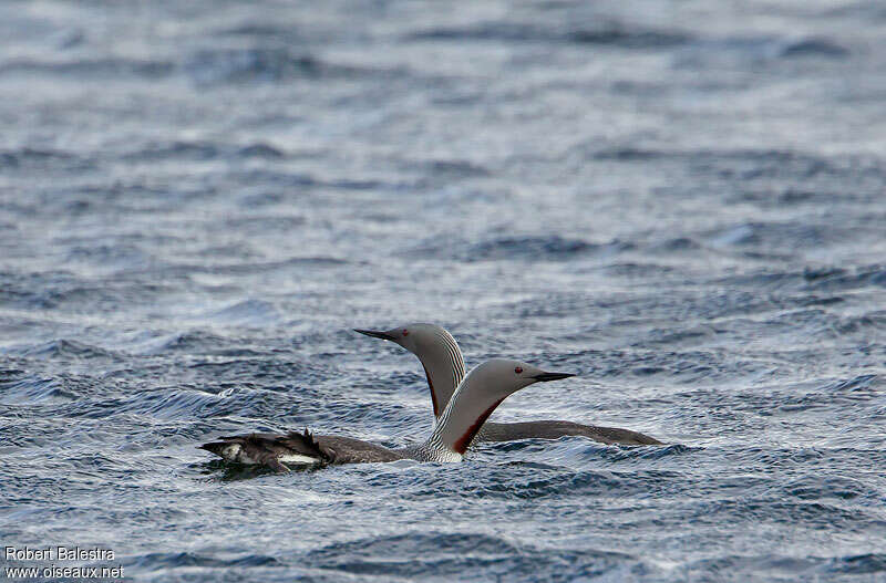 Plongeon catmarinadulte, parade