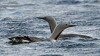 Plongeon catmarin