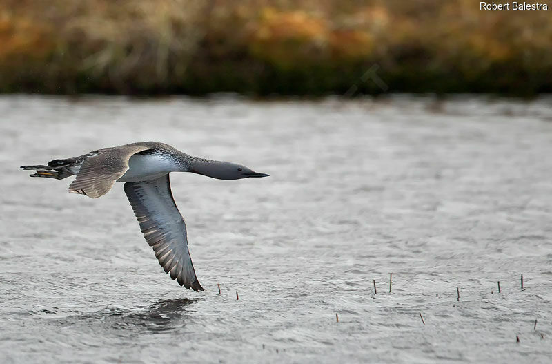 Red-throated Loon