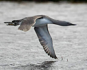 Plongeon catmarin