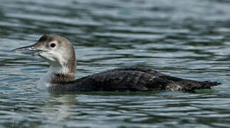 Common Loon