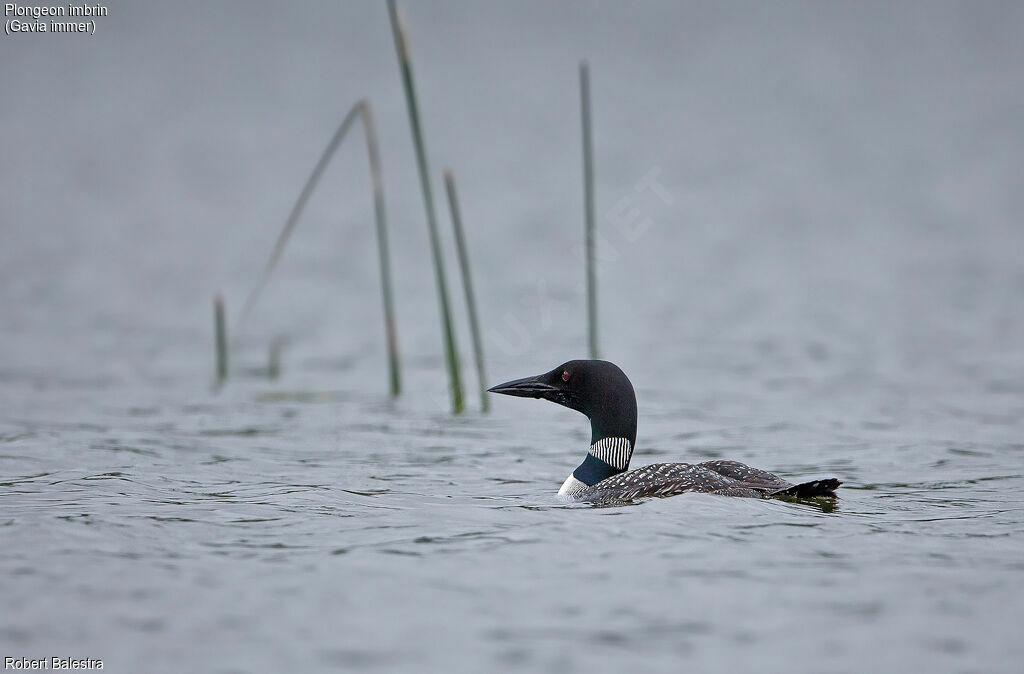 Plongeon imbrin