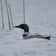 Common Loon