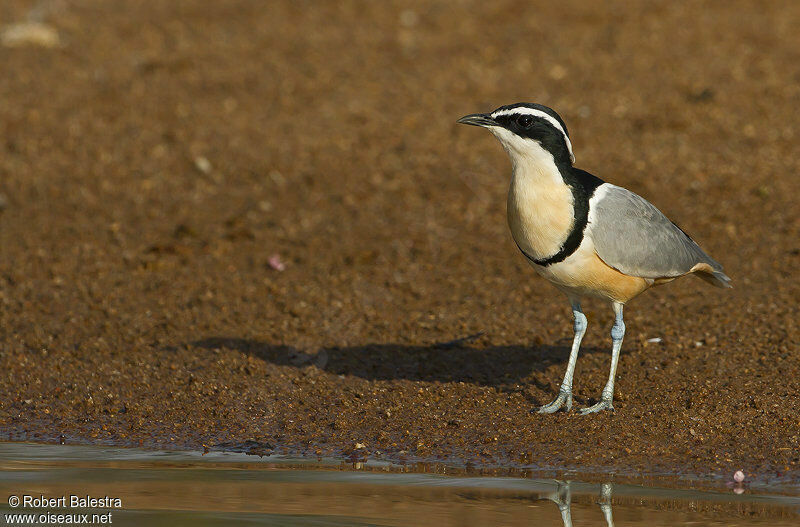 Egyptian Plover