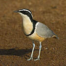 Pluvian fluviatile