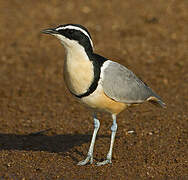 Egyptian Plover