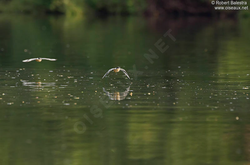 Egyptian Plover