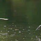 Pluvian fluviatile