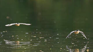 Egyptian Plover