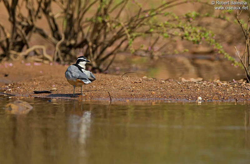 Egyptian Plover