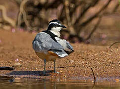 Egyptian Plover