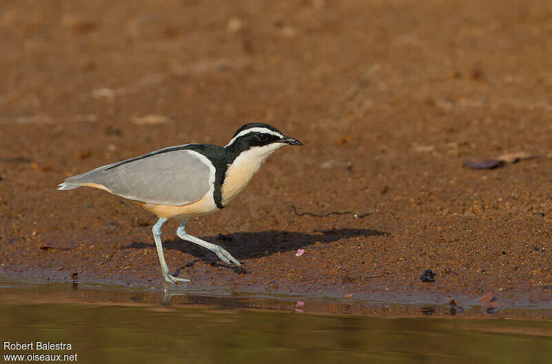 Pluvian fluviatileadulte, habitat, pigmentation, marche, Comportement