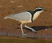 Egyptian Plover