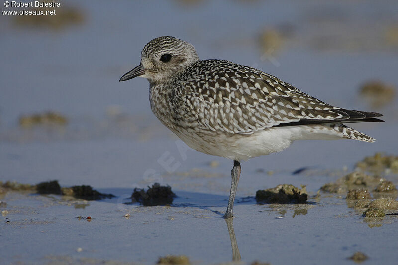 Grey Plover