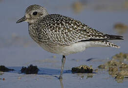 Grey Plover