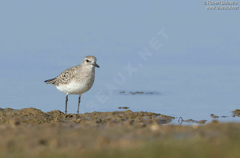 Grey Plover