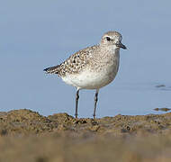 Grey Plover