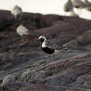 Grey Plover