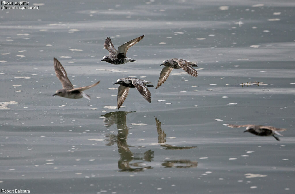 Grey Plover