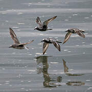 Grey Plover