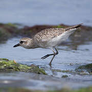 Grey Plover