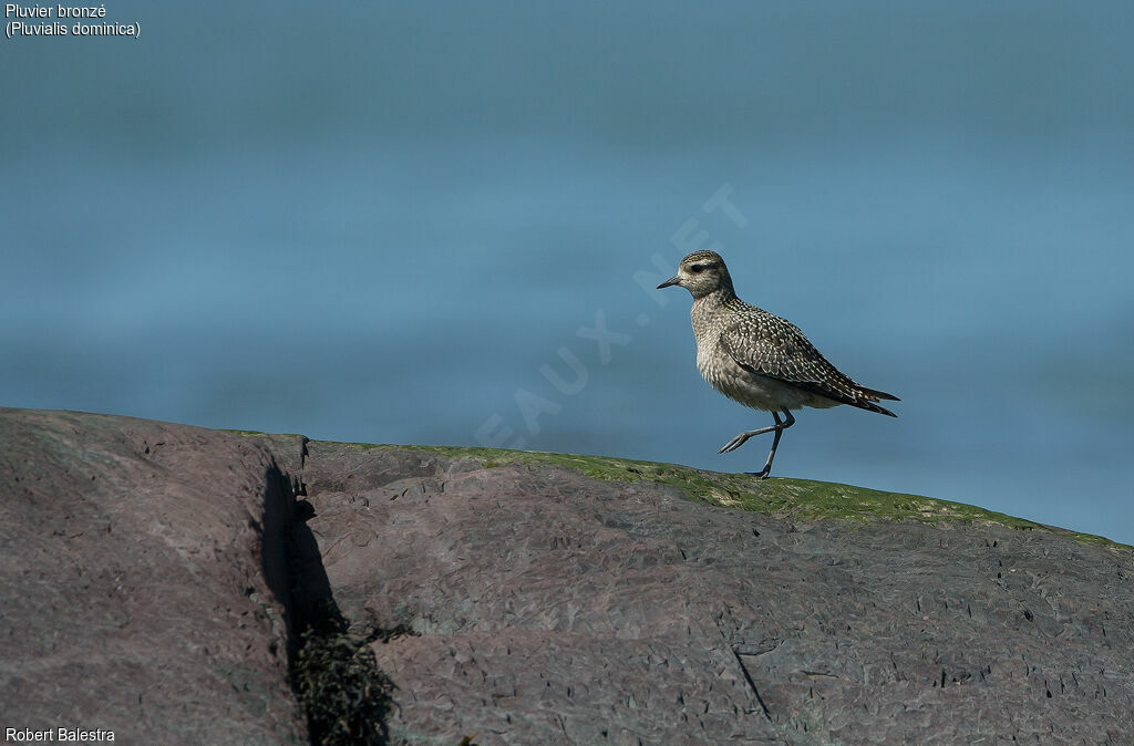 American Golden Plover