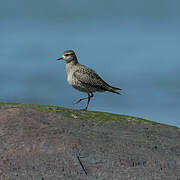 American Golden Plover