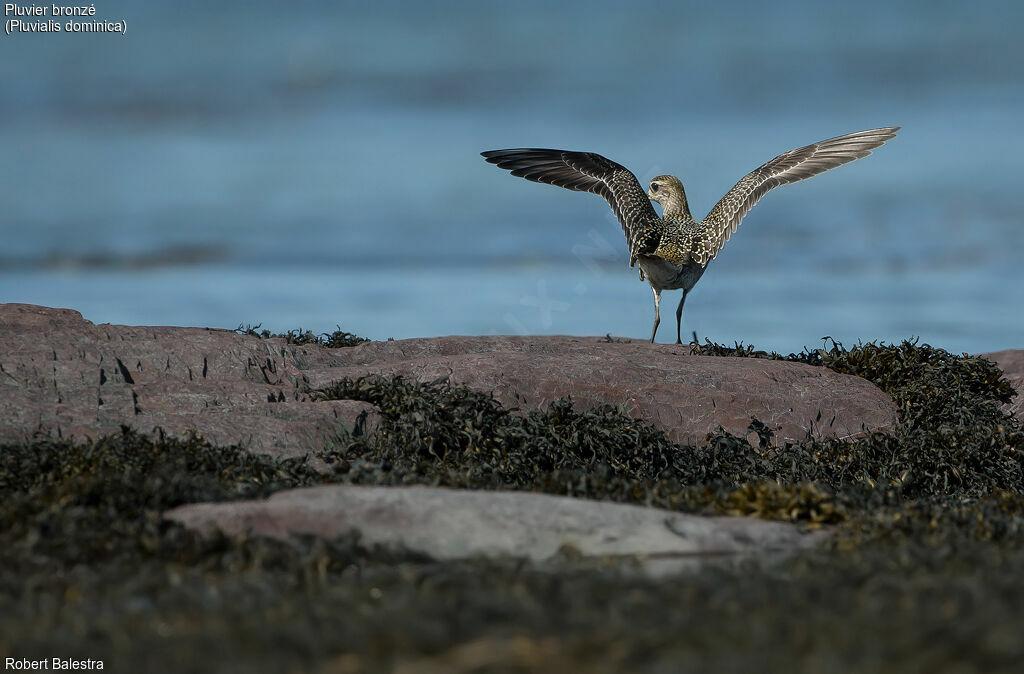 American Golden Plover