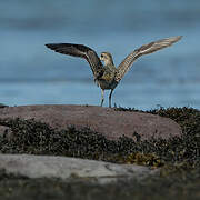 American Golden Plover