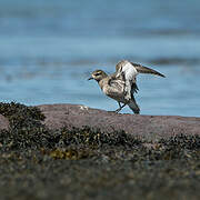 American Golden Plover