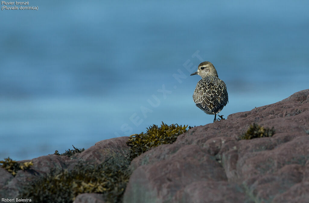 American Golden Plover