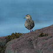 American Golden Plover