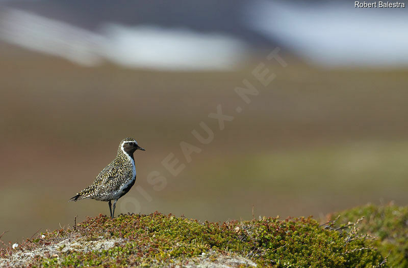 European Golden Plover male