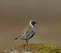 European Golden Plover