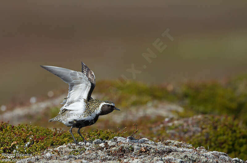 European Golden Plover male adult breeding, pigmentation