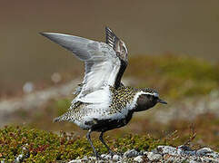 European Golden Plover