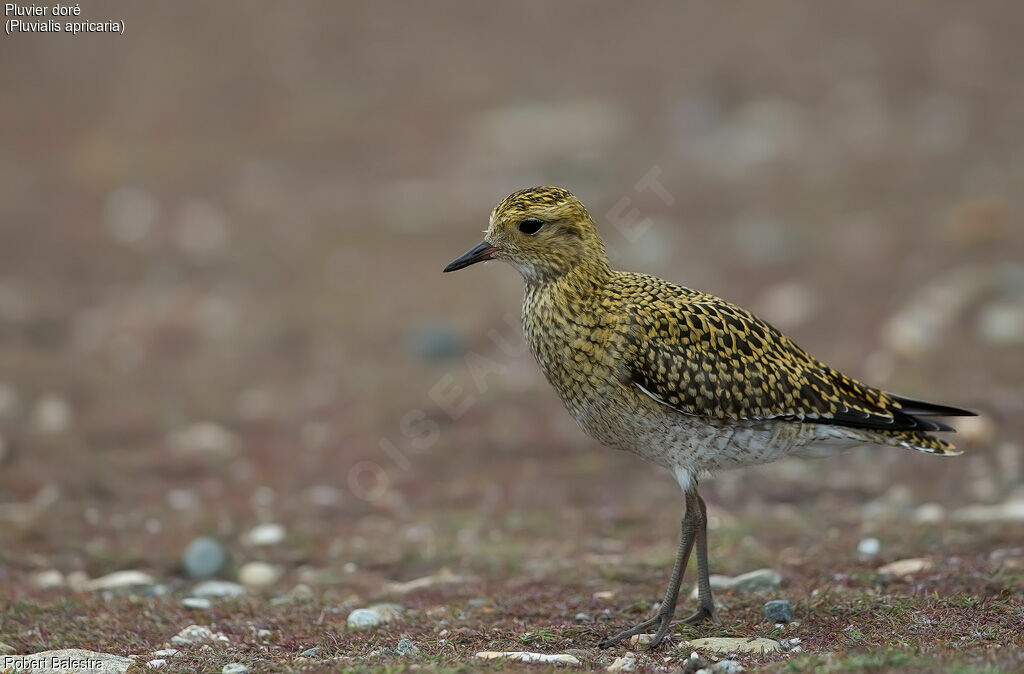 European Golden Plover