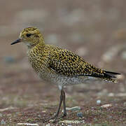 European Golden Plover